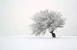 Naklejka samotne drzewo w zimowym pejzażu