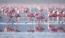 Plakat stado flamingów