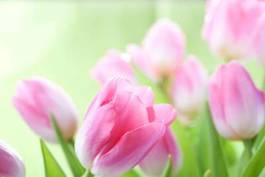 Obraz na płótnie różowe tulipany