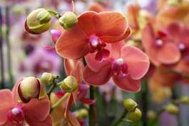 Naklejka orchidea z pąkami