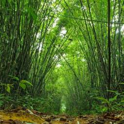 Fotoroleta bambusowy las