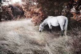 Plakat biały koń na łonie natury
