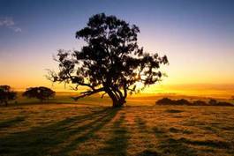 Fototapeta drzewa w blasku zachodzącego słońca