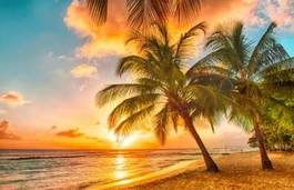 Obraz na płótnie palmy w zachodzie słońca