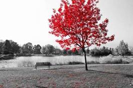 Fototapeta czerwone drzewo nad stawem