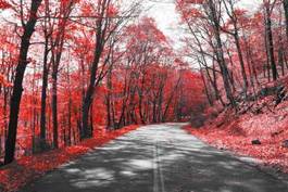 Fotoroleta droga przez czerwony las