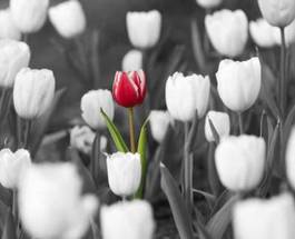 Fotoroleta wyróżniający się tulipan one color