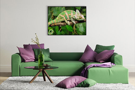 Plakat Plakat zielony kameleon