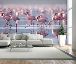 Fototapeta stado flamingów