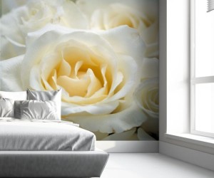fototapeta Piękne białe róże