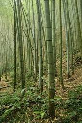 Obraz na płótnie las azja chiny natura bambus