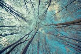 Fotoroleta drzewa niebo natura