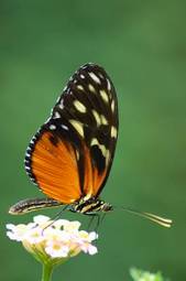 Plakat natura fauna ogród motyl kwiat