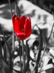 Plakat morze śródziemne kwiat tulipan francja płatki
