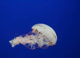 Plakat meduza morze ryba