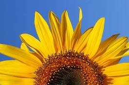 Plakat pyłek słońce piękny