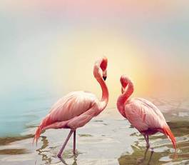 Fototapeta two flamingos near water