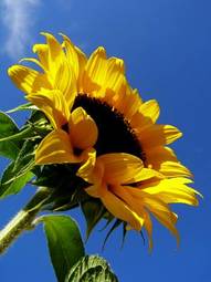 Plakat kwiat słonecznik lato