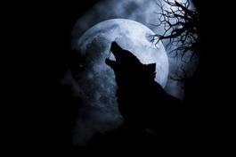Plakat księżyc noc ssak oko