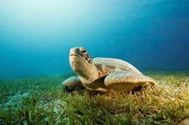 Plakat morze żółw woda tropikalny