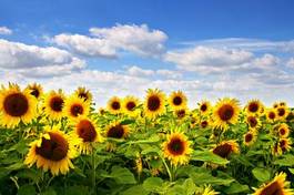 Plakat lato pyłek roślina spokojny słońce