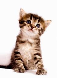 Plakat kociak kot zwierzę ładny piękny