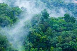 Naklejka dżungla park tropikalny świeży azja