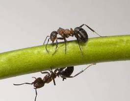 Plakat las korzyść studio klawisz mrówka