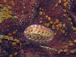 Plakat owoce morza podwodne bezkręgowców mięczaki muszla