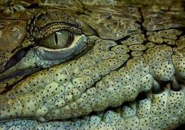 Plakat oko twarz dziki krokodyl gad