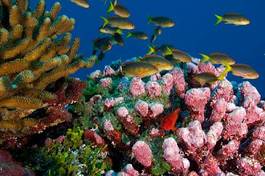 Plakat tropikalny południe koral podwodne ryba