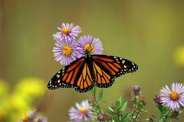 Naklejka motyl danaos monarcha
