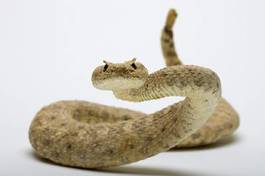 Obraz na płótnie zwierzę gad pustynia wąż