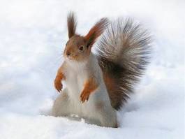 Obraz na płótnie śnieg wiewiórka ucho zdziwienie ogon