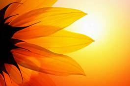 Plakat słonecznik w blasku słońca