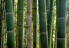 Plakat bambus drzewa dżungla japonia
