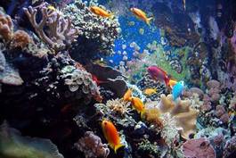Plakat woda podwodne natura tropikalny rafa