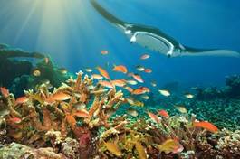 Plakat podwodny egipt karaiby pejzaż