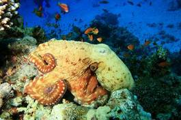 Naklejka koral ryba podwodne kalmar tropikalny