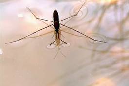 Plakat woda natura sprężyna błąd owad