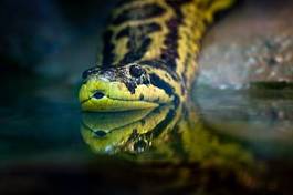 Plakat wąż woda tropikalny gad zwierzę