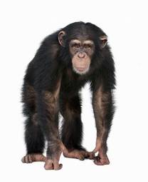 Plakat ssak zwierzę małpa dziki