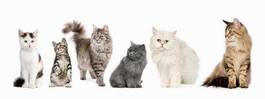 Obraz na płótnie kociak kot zwierzę ssak panoramiczny
