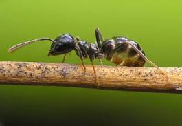 Obraz na płótnie mrówka czarny czerwony