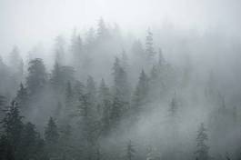 Plakat alaska las drzewa pejzaż mgła