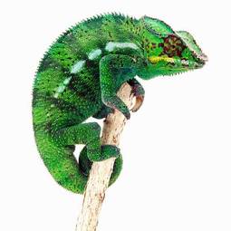 Obraz na płótnie afryka kameleon azja dziki