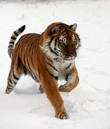 Plakat ssak zwierzę kot tygrys