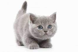 Obraz na płótnie ładny kociak kot