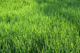 Obraz na płótnie trawa pole pszenica ogród