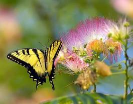 Plakat motyl kwiat zwierzę natura